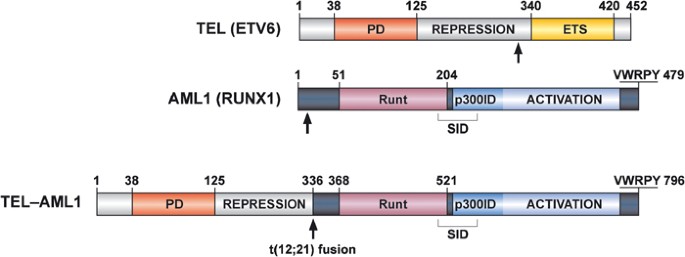 Role of the TEL-AML1 fusion gene in the molecular pathogenesis of childhood  acute lymphoblastic leukaemia | Oncogene