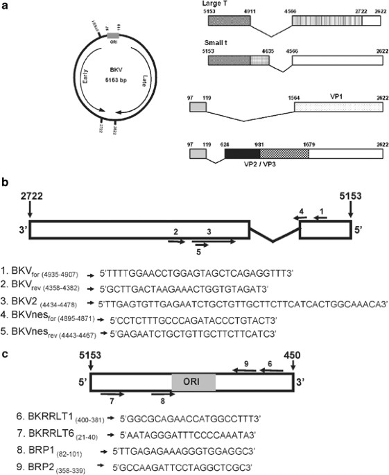 bk virus