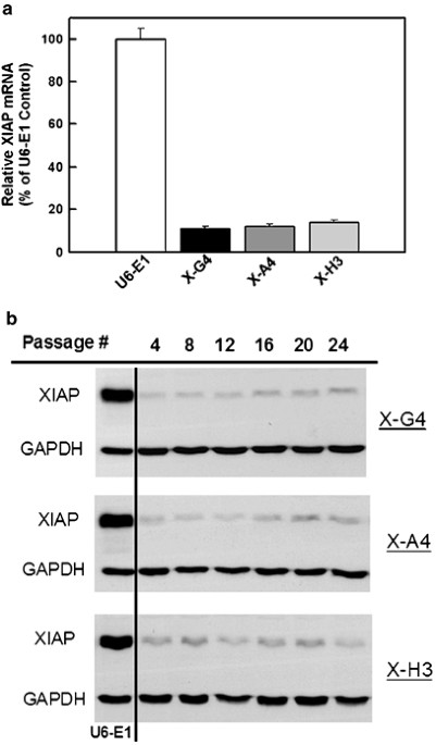 Loss of XIAP protein expression by RNAi and antisense approaches sensitizes  cancer cells to functionally diverse chemotherapeutics | Oncogene