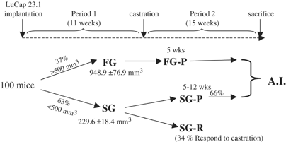 Molecular analysis integrating different pathways associated with androgen-independent progression in lucap 23. 1 xenograft