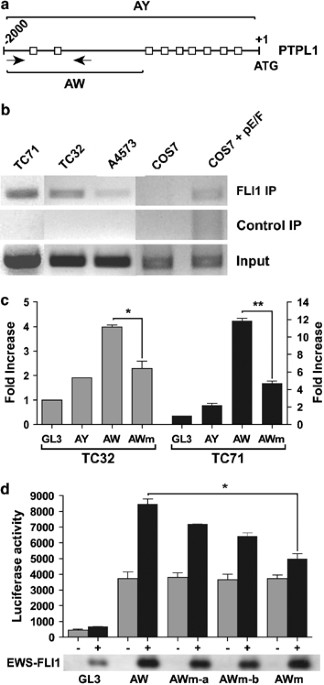 Ptpl1 is a direct transcriptional target of ews-fli1 and modulates ewing's sarcoma tumorigenesis