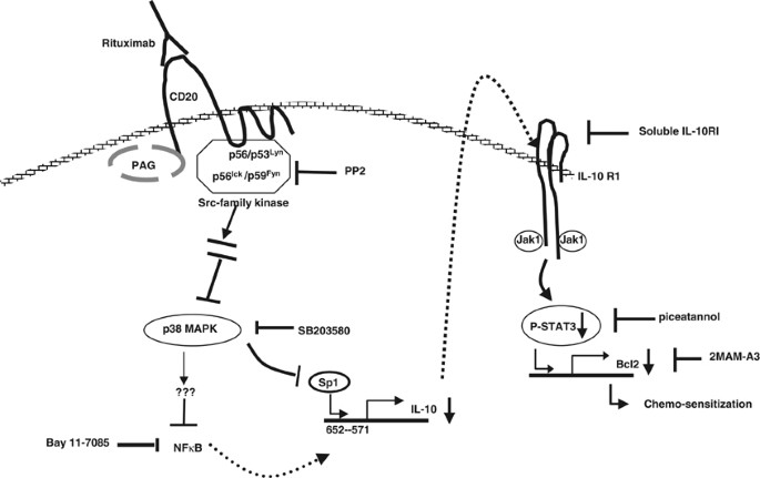 Cellular and molecular signal transduction pathways modulated by rituximab  (rituxan, anti-CD20 mAb) in non-Hodgkin's lymphoma: implications in  chemosensitization and therapeutic intervention | Oncogene