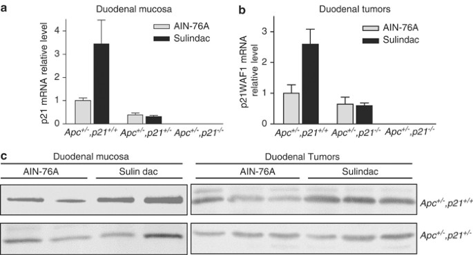 Methylation In The P21 Waf1 Cip1 Promoter Of Apc P21 Mice And Lack Of Response To Sulindac Oncogene