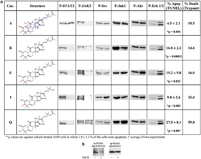 Cucurbitacin Q A Selective Stat3 Activation Inhibitor With Potent Antitumor Activity Oncogene