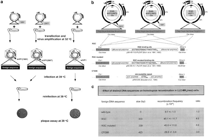 Wild-type p53 stimulates homologous recombination upon sequence-specific binding to the ribosomal gene cluster repeat