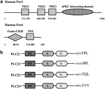 G Protein Activated Phospholipase C B New Partners For Cell Polarity Proteins Par3 And Par6 Oncogene