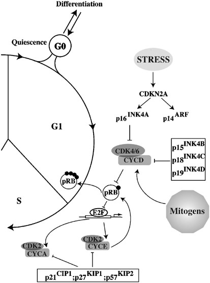 view Biomaterials