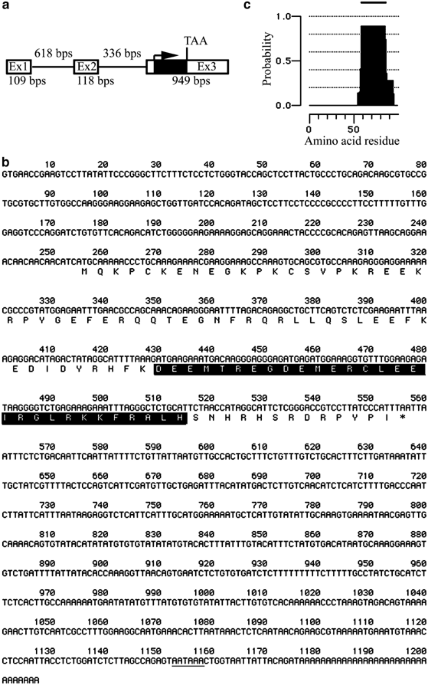 Epigenetic silencing of TCEAL7 (Bex4) in ovarian cancer