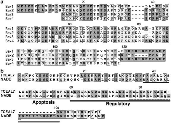 Epigenetic silencing of TCEAL7 (Bex4) in ovarian cancer