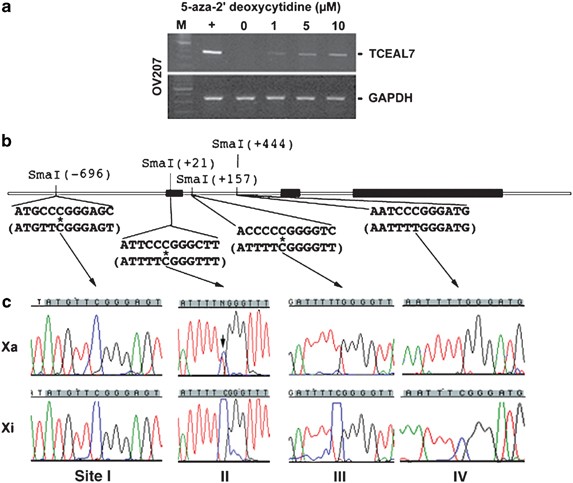 Epigenetic silencing of TCEAL7 (Bex4) in ovarian cancer