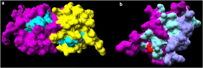 In silico whole-genome scanning of cancer-associated nonsynonymous snps and molecular characterization of a dynein light chain tumour variant