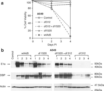P53 promotes adenoviral replication and increases late viral gene expression