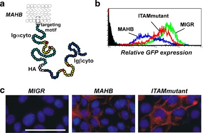 Cellular itam-containing proteins are oncoproteins in nonhematopoietic cells