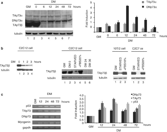 DNp73α protects myogenic cells from apoptosis