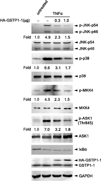 Human Glutathione S Transferase P1 1 Interacts With Traf2 And Regulates Traf2 Ask1 Signals Oncogene