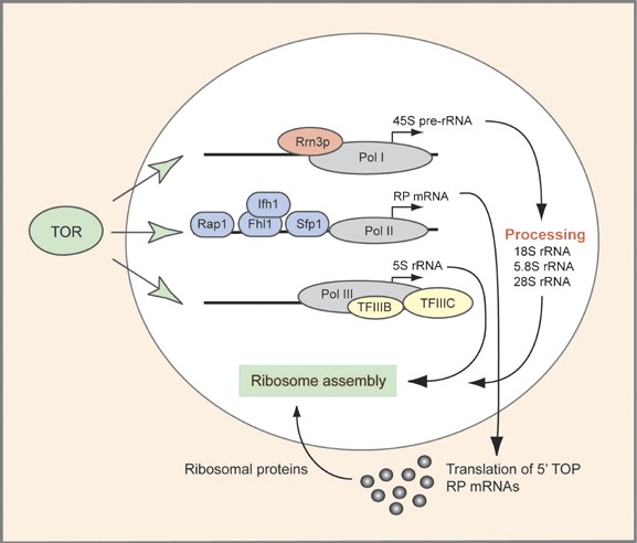 Ribosome Biogenesis And Cell Growth Mtor Coordinates Transcription By All Three Classes Of Nuclear Rna Polymerases Oncogene Ribosome Biogenesis And Cell Growth Mtor Coordinates Transcription By All Three Classes Of Nuclear Rna Polymerases Oncogene