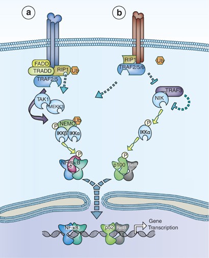 NF-κB and the immune response | Oncogene