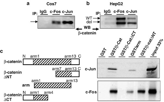Physical And Functional Cooperation Between Ap 1 And B Catenin For The Regulation Of Tcf Dependent Genes Oncogene