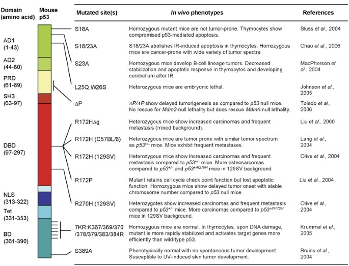 Crippling p53 activities via knock-in mutations in mouse models 