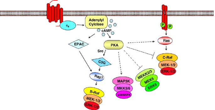 G Protein Regulation Of Mapk Networks Oncogene