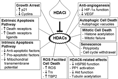 Histone Deacetylase Inhibitors Molecular Mechanisms Of Action Oncogene