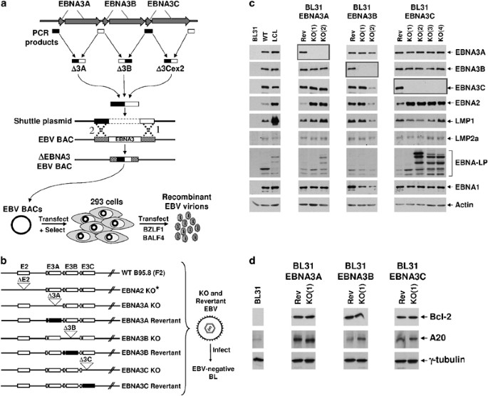 Two Epstein–Barr virus (EBV) oncoproteins cooperate to repress expression  of the proapoptotic tumour-suppressor Bim: clues to the pathogenesis of  Burkitt's lymphoma | Oncogene