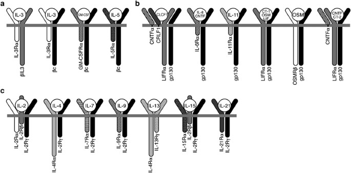 Cytokine Receptors And Hematopoietic Differentiation Oncogene