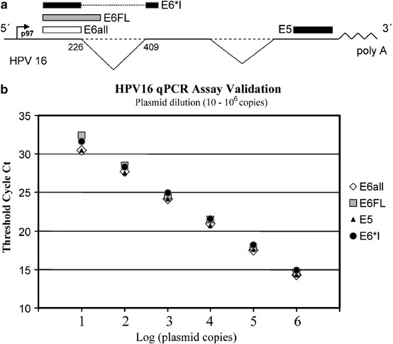 detection of human papillomavirus type 16 integration paraziti coccidieni