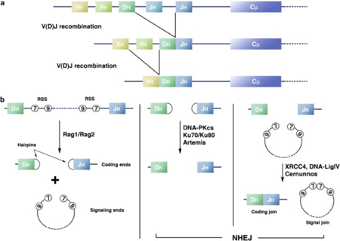 V D J And Immunoglobulin Class Switch Recombinations A Paradigm To Study The Regulation Of Dna End Joining Oncogene