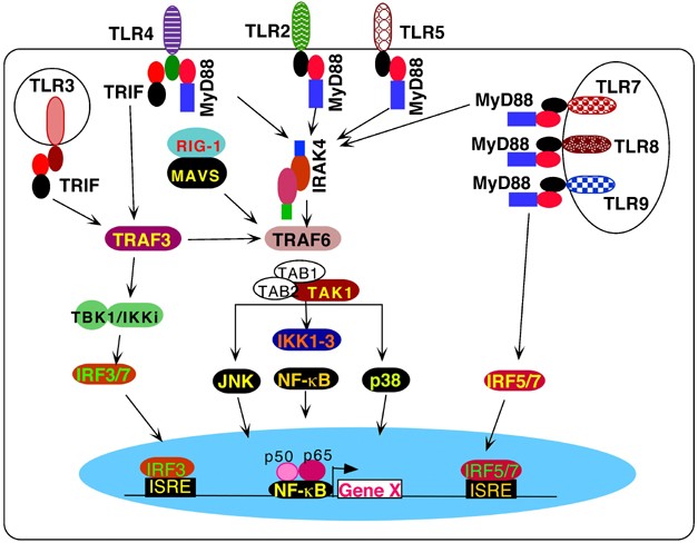 Toll-like receptors and immune regulation: implications for cancer therapy  | Oncogene