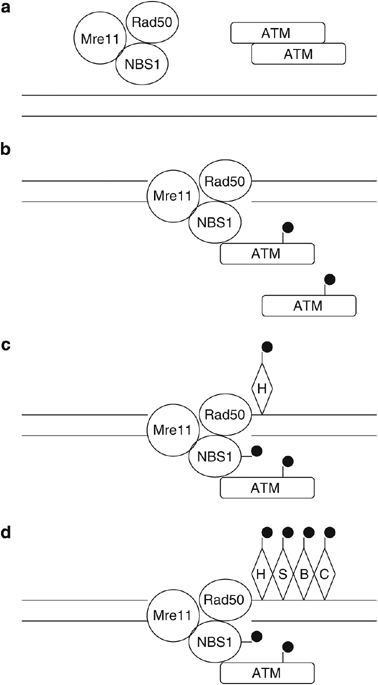 Induction of genetic instability by gain-of-function p53 cancer mutants