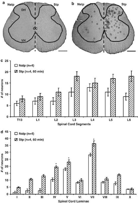 Use of c -fos to identify activity-dependent spinal neurons after ...