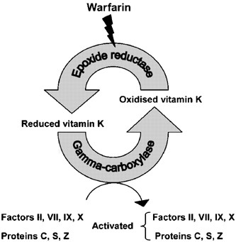 Common Vkorc1 And Ggcx Polymorphisms Associated With Warfarin Dose The Pharmacogenomics Journal