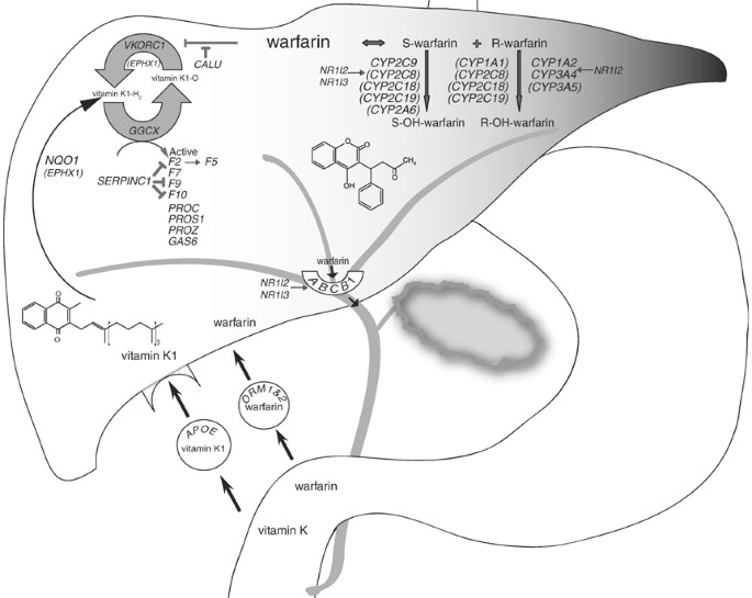 Pharmacogenetics of warfarin: current status and future challenges | The  Pharmacogenomics Journal