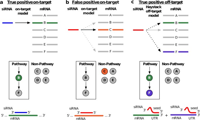 Sirna Off Target Effects In Genome Wide Screens Identify Signaling Pathway Members Scientific Reports
