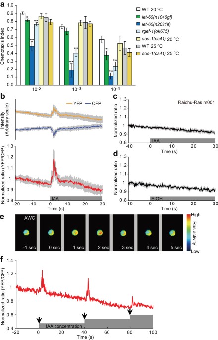 Temporally-regulated quick activation and inactivation of ras is important for olfactory behaviour