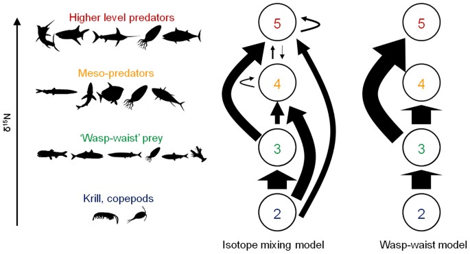 Stable Isotope Analysis Challenges Wasp-Waist Food Web Assumptions in an  Upwelling Pelagic Ecosystem