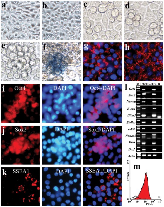 Spontaneous generation of germline characteristics in mouse fibrosarcoma cells