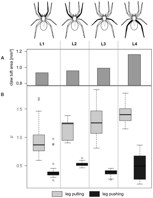 PDF) Strains in the exoskeleton of spiders