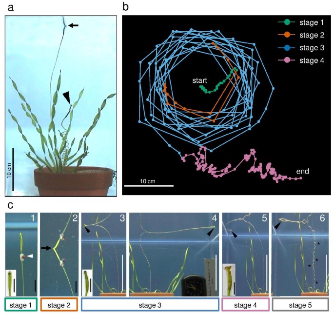 circumnutation on the water surface female flowers of vallisneria scientific reports circumnutation on the water surface female flowers of vallisneria scientific reports