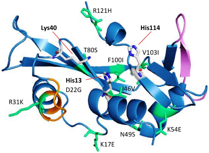 Molecular Dynamics Simulation