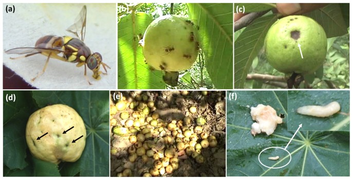 An introduction to fruit flies