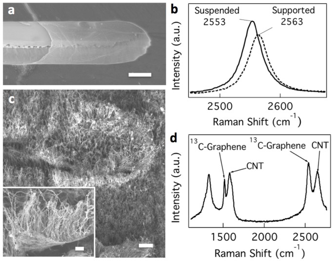 Graphene as an atomically thin interface for growth of vertically aligned  carbon nanotubes | Scientific Reports