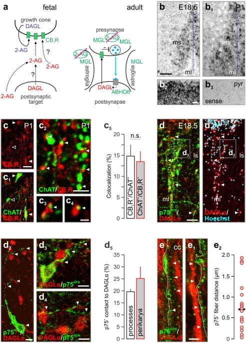 Diacylglycerol Lipase A Manipulation Reveals Developmental Roles For Intercellular Endocannabinoid Signaling Scientific Reports