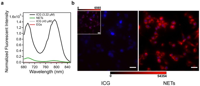 Erythrocyte-derived photo-theranostic agents: hybrid nano-vesicles  containing indocyanine green for near infrared imaging and therapeutic  applications