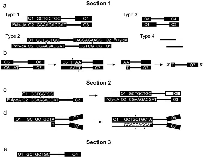 undesired dna fragments cycle by cycle