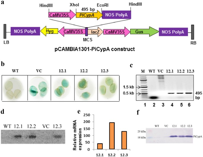 Structure of RNA-interacting Cyclophilin A-like protein from Piriformospora indica that provides salinity-stress tolerance in plants