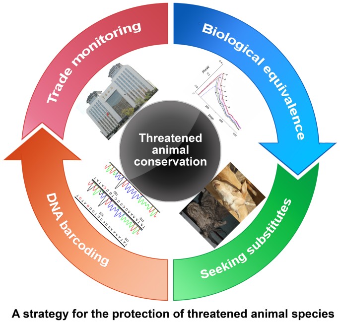 A strategy for trade monitoring and substitution of the organs of  threatened animals | Scientific Reports