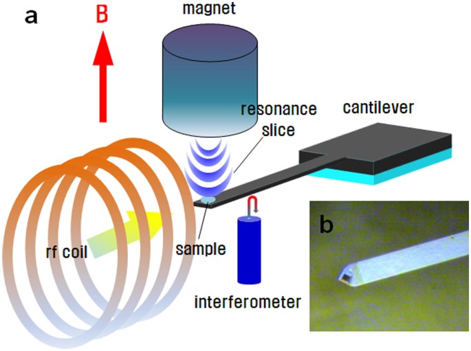 NMR Spectroscopy for Thin Films by Magnetic Resonance Force Microscopy | Scientific Reports