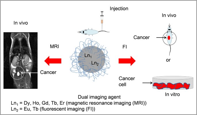 Mixed Lanthanide Oxide Nanoparticles As Dual Imaging Agent In Biomedicine Scientific Reports
